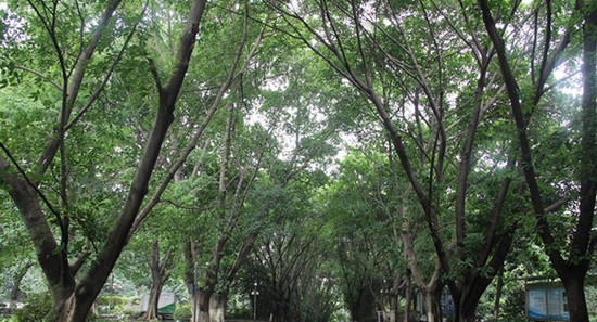 重庆知行卫生学校